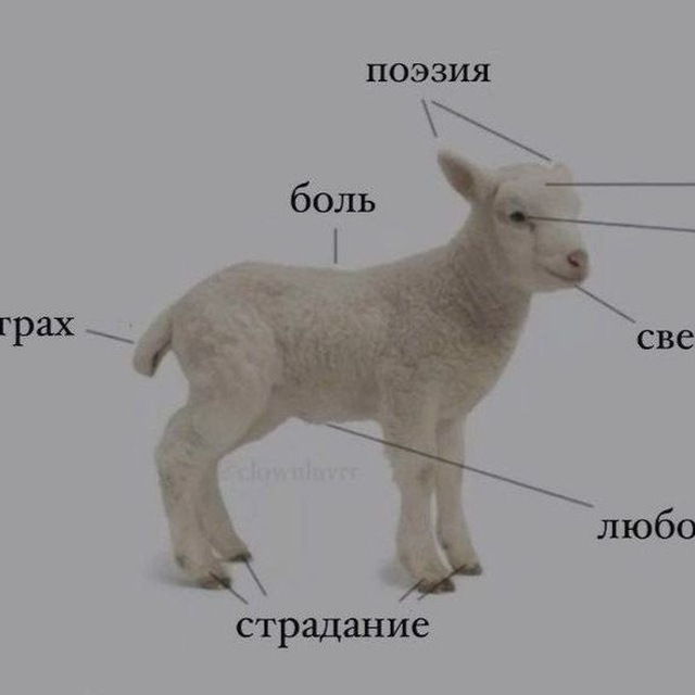 Аватар канала why?