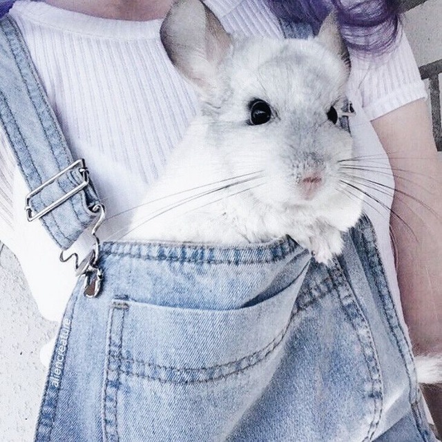 Аватар канала ᴄʜɪɴᴄʜɪʟʟᴀ`s ᴄᴀsᴛʟᴇ ૮₍ ˃̵͈᷄ . ˂̵͈᷅ ₎ა