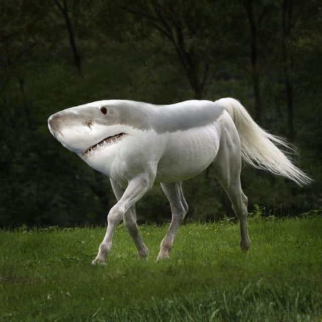 Аватар канала shorse portal