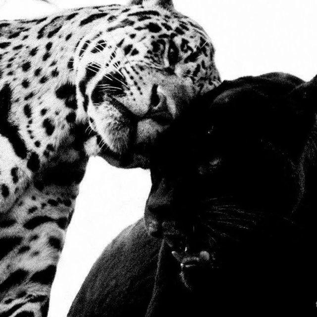 Аватар канала Info LEOPARDOVSKIE