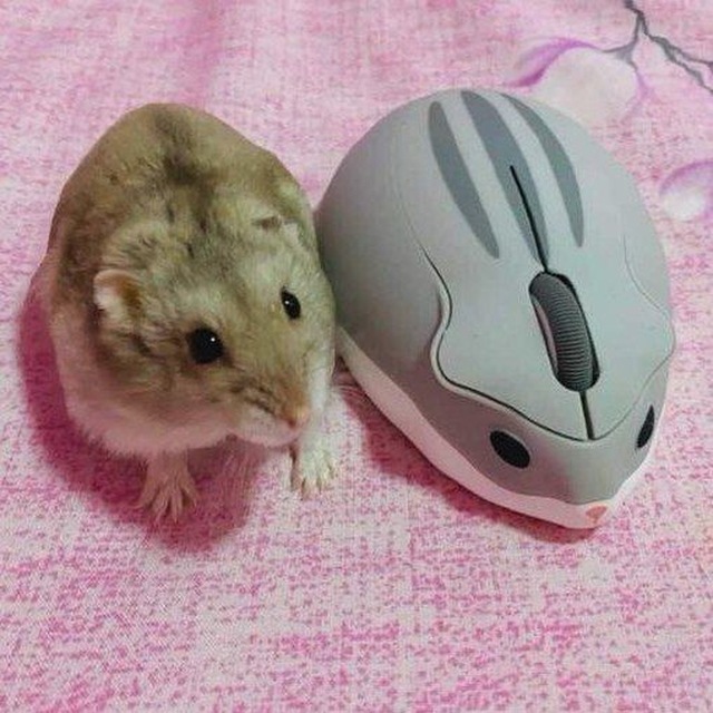 Аватар канала Инфо 𝐹𝑙𝑢𝑓𝑓𝑦 𝐻✶𝑣𝑒𝑛🐇🍓